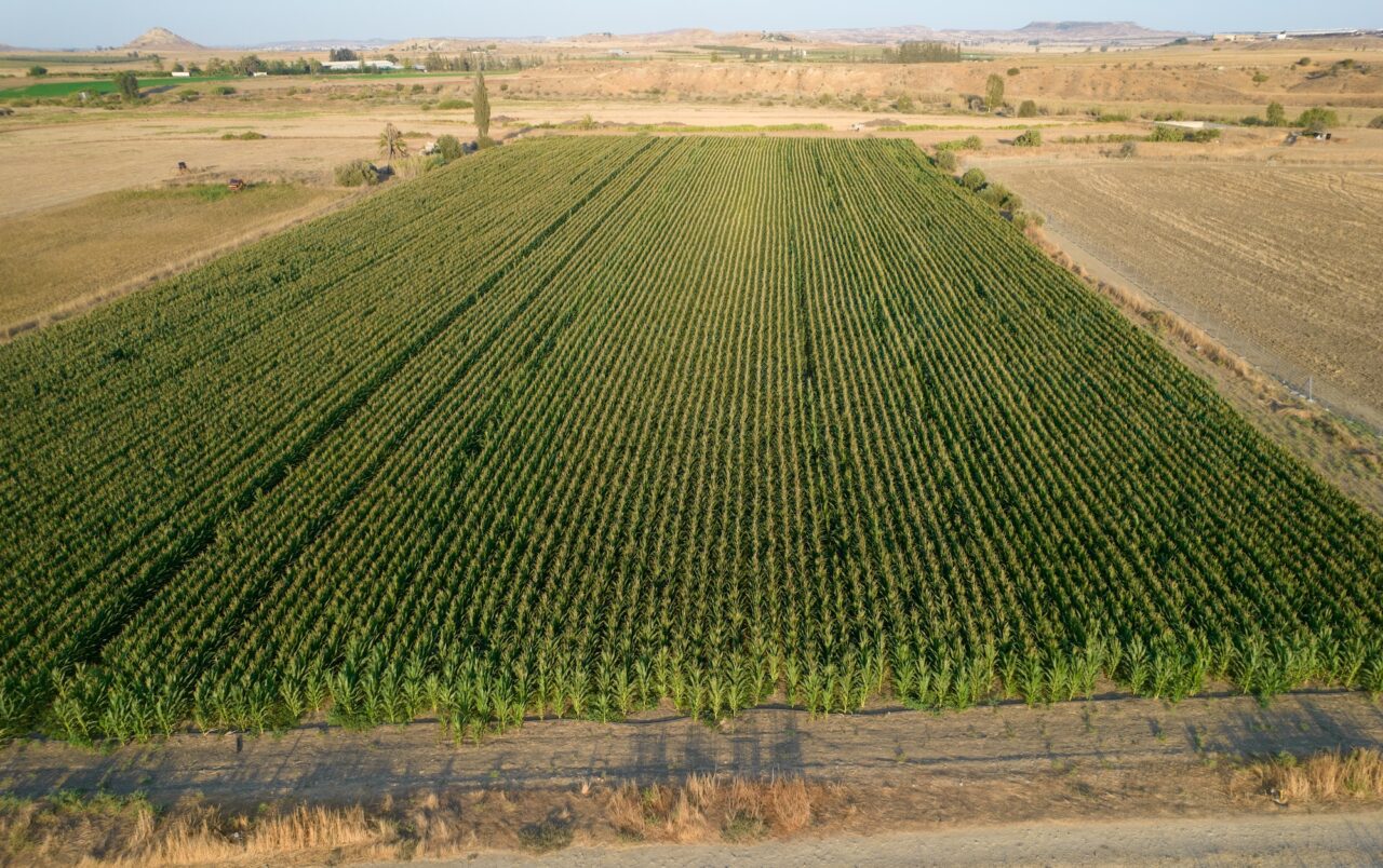 Aerial view with a drone of a green corn field in Cyprus. Agriculture harvesting